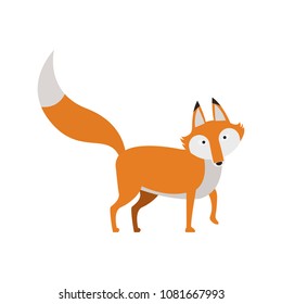 Fox wild animal
