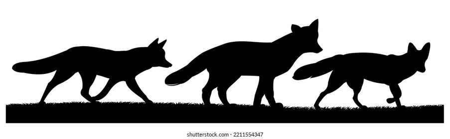 Foxes are coming. Animal silhouette. Wild life picture. Isolated on white background. Vector