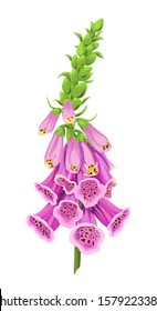 Foxglove flower. Purle forest plant, realistic vector