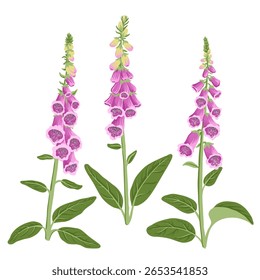 foxglove flowers, Digitalis purpurea , vector drawing wild plants at white background, floral element, hand drawn botanical illustration