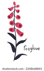 Foxglove pink flower vector illustration