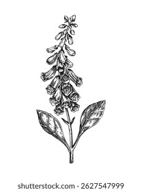 Foxglove sketch. Poisonous plant drawing. Digitalis hand-drawn vector illustration. Witchcraft, herbal remedies, medicinal plants, apothecary. NOT AI generated
