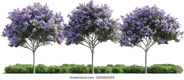 Foxglove-tree, Paulownia tomentosa, princesa árvore, árvore imperatriz, árvore urbana rua recortar, plantio ambiental, espécies de árvore de sombra, ilustração vetorial.