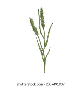 Foxtail, field plant. Botanical vintage drawing of bristle spear grass. Wild spikelet with seeds, spikes and spikelets. Realistic Setaria parviflora. Vector illustration isolated on white background.