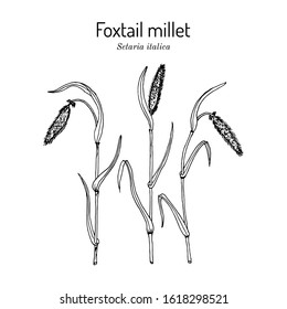 Foxtail millet (Setaria italica), edible and forage plant. Hand drawn botanical vector illustration