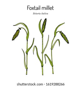 Foxtail millet (setaria italica), edible and forage plant. Hand drawn botanical vector illustration