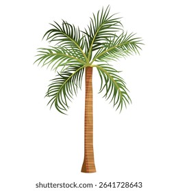 Foxtail palm or Australia exotic tree. Vector clipart for tropical flora. Summer plant for coast or shore, beach cultivation. Garden nature or vegetation. Agriculture and botany, biology, horticulture