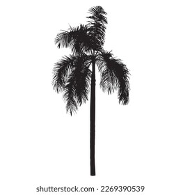  foxtail palm black silhouette isolated on a white background,Vector  illustration 