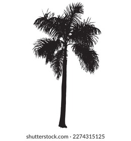 foxtail palm black silhouette isolated on a white background,Vector illustration
