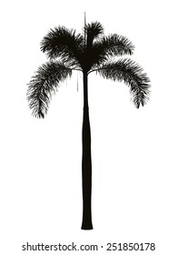 Foxtail palm silhouette 