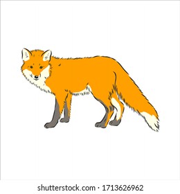 fox,vector image,side view picture isolated on white background,full length, wild red Fox vector illustration