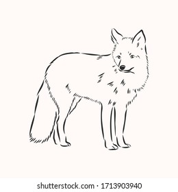 fox,vector image,side view picture isolated on white background,full length, wild red Fox vector illustration