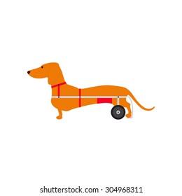 Foxy colored dachshund with hind legs on wheelchair isolated on white background