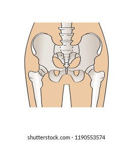 fracture cervical hip vector illustration medicine human skeleton
