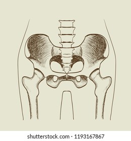 fracture cervical hip vector illustration medicine human skeleton
