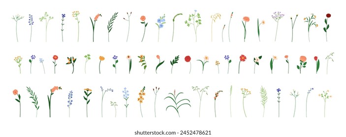 Fragile flowers. Botanical set, tiny simple wildflowers, gentle garden blooms, meadow stems, summer branches. Floral plants, herbs. Natural flat vector illustration isolated on white background