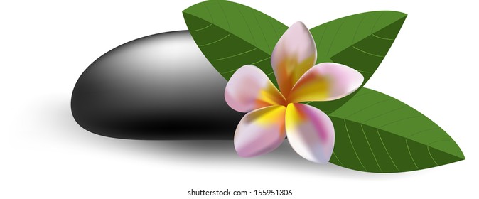 Fragipani With Leaves And Stone