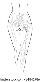 A fragment of the female body, backside - the lower back, pelvis and legs below the knee to the skeletal elements,  small adductor muscle, rear view. Isolated on a white background.