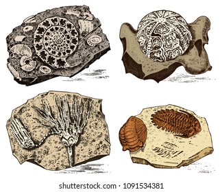 Fragment fossils, skeleton of prehistoric dead animals in stone. Ammonite and trilobite, Sea urchin and Crinoid. Archeology or paleontology. engraved hand drawn old vintage sketch. Vector illustration