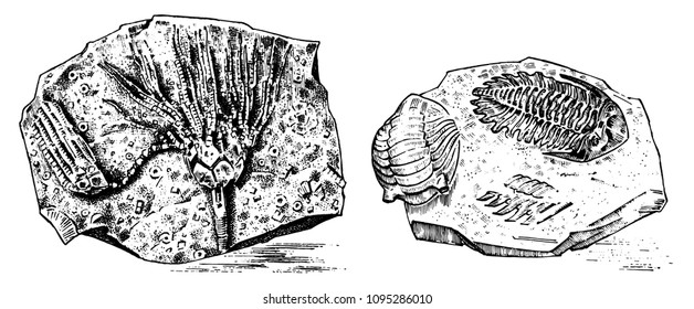 Fragment fossils, skeleton of prehistoric dead animals in stone. Ammonite and trilobite, Sea urchin and Crinoid. Archeology or paleontology. engraved hand drawn old vintage sketch. Vector illustration