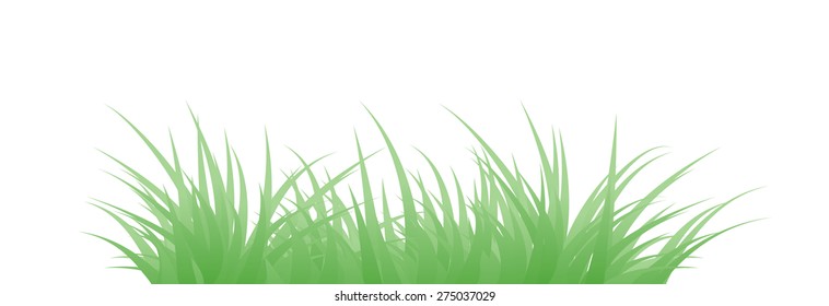 Fragment of a green grass. Vector illustration, isolated on a white.