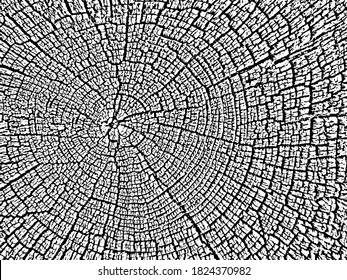 Fragment of an old tree with a knot ,invoice of wood.  Vector background, preparation for design, texture of a board, wood veneer.