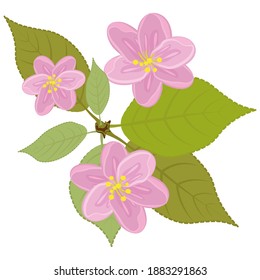 Fragment of a sprig of a flowering tree with leaves. Pink flowers