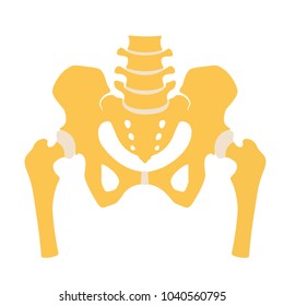 The Internal Structure Of The Pelvic Girdle Female Skeleton And