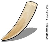 A fragment of the Tusk of a wild animal isolated on white background. Vector cartoon illustration close-up.