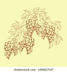 Fragment of a vine. Many brushes of grapes with leaves. Sketch in retro colors. Vector illustration
