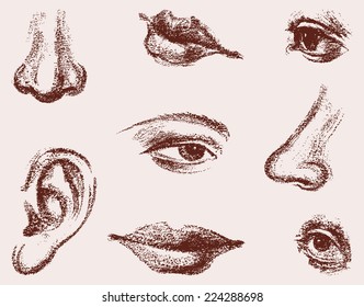 fragments of the human face