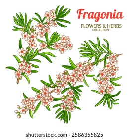 Fragonia Branch with Flowers and Leaves Outline Illustration. Essential oil ingredient for cosmetics, spa, aromatherapy, health care, alternative medicine.Vector isolated for design or decoration.