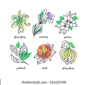 Fragrance Herbs' Illustrations, Line And Color Icons' Set. Ylang-ylang, Rosemary, Jasmine, Patchouli And Neroli (orange Tree Flower). 