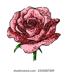 fragrance rose flower hand drawn. thorns garden, pink yellow, bouquet love fragrance rose flower vector sketch. isolated color illustration