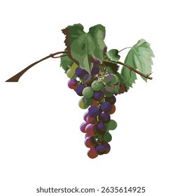 Fragrant black grape. Vitis Labruska or "Isabella" grape.