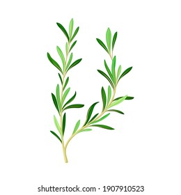 Fragrant Branch of Rosemary Perennial Herb with Evergreen Needle-like Leaves Vector Illustration