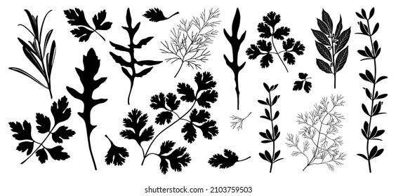 Fragrant condiments. Set of black silhouettes of fragrant herbs: rosemary, parsley, arugula, coriander, cilantro, dill, thyme, bay leaf. Vector illustration isolated on white background.