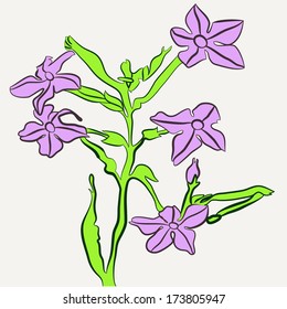Fragrant flowering tobacco.