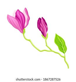 Fragrant Purple Magnolia Bowl-shaped Flower Bud on Green Stalk Vector Illustration