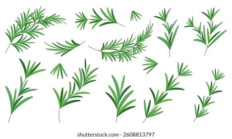 Fragrant rosemary branches collection in a flat design. Vector illustration
