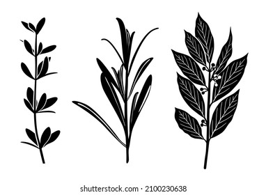 Fragrant spices. Set of black vector silhouettes fragrant seasonings of thyme, rosemary, laurel tree twig. Vector illustration isolated on white background.
