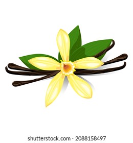 Fragrant vanilla flower with dried seeds and green leaves. Vector isolated illustration on transparent background.