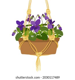 Fragrant violet in a clay hanging pot on a white background. Purple flowers and buds, leaves of a forest bush. A fragrant plant.Vector illustration.