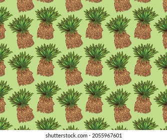 Frailejon plant pattern, an andean mountains wasteland endemic plant with green background. Nature and eco concept