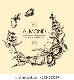 Frame with Almond kernels of nuts and a branch of almonds with nuts, fruits, flowers. Detailed hand-drawn sketches, vector botanical illustration.