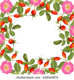 Frame around of flowering branch of dog rose with berries on a white background.Design rose hip for tea, homeopathy, herbal cosmetics,health care products.