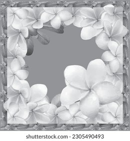 Frame and background from frangipani floral plants