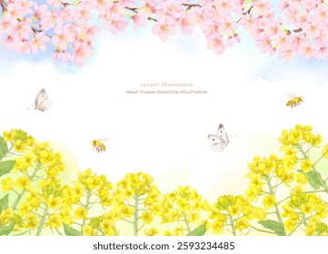 Frame background material of cherry blossoms and rape blossoms painted in watercolor