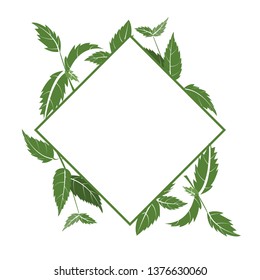 Frame of basil branches. vector illustration of herbs. perfect for herbal card, packaging, menu design