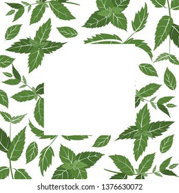 Frame of basil branches. vector illustration of herbs. perfect for herbal card, packaging, menu design